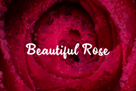 Beautiful Rose