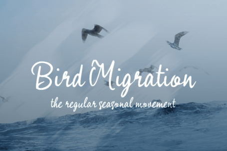 Bird Migration