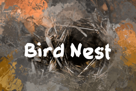 Bird Nest