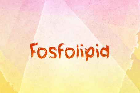 Fosfolipid