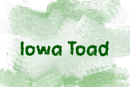 Iowa Toad